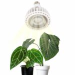 ALYNA植物燈 E27